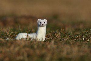 Hermelin | © Frank Derer