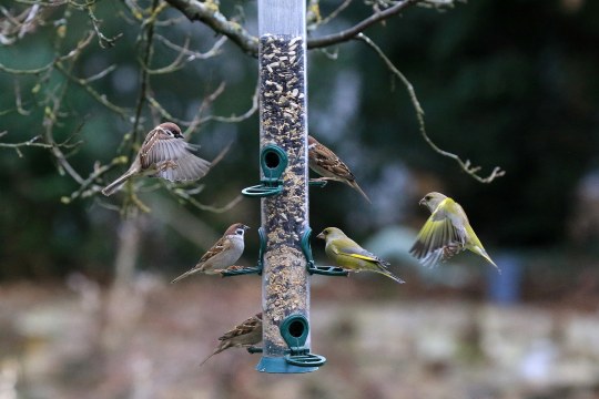 Futtersäule | © Ingo Rittscher