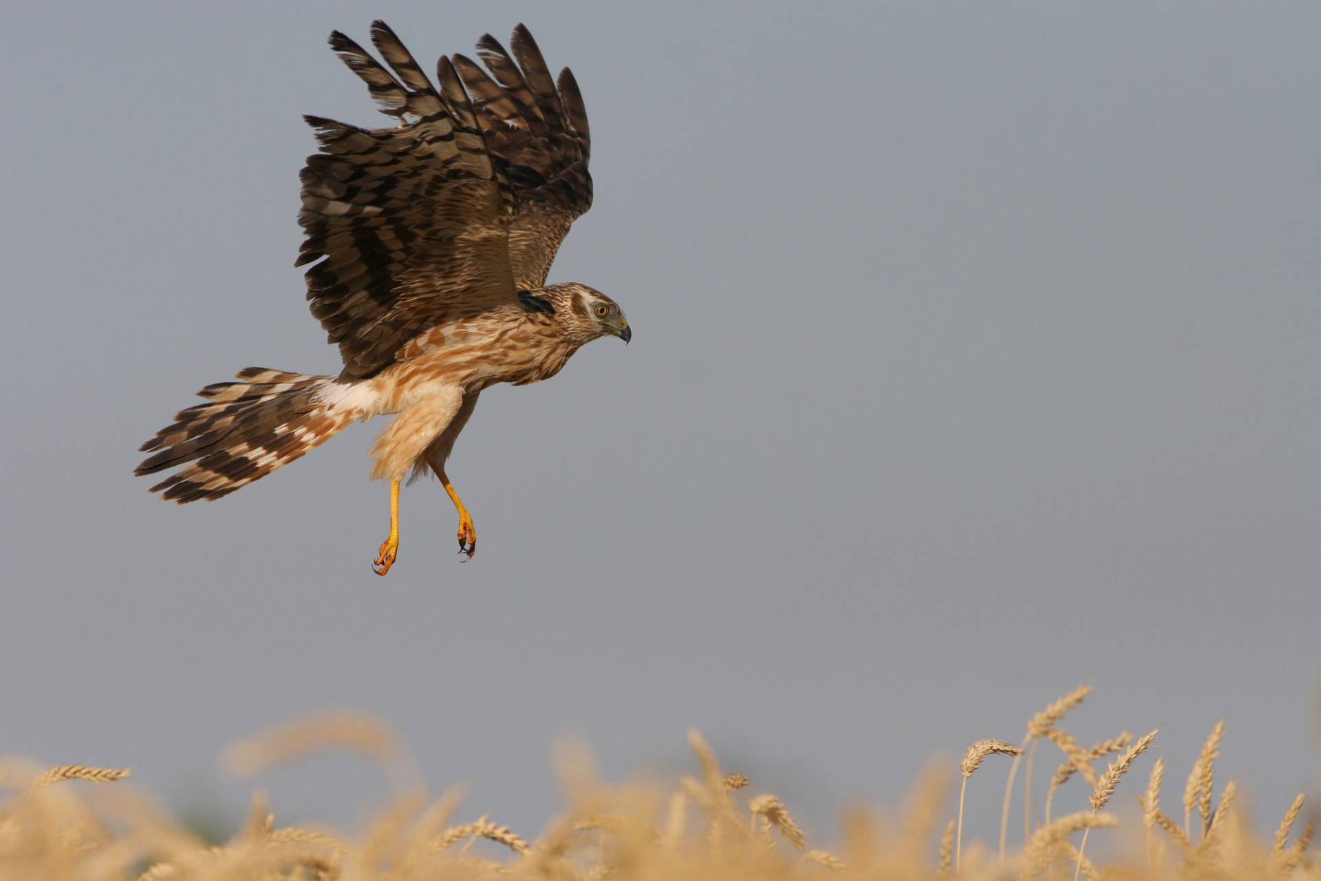 Wiesenweihe fliegt über ein Feld | © Zdenek Tunka