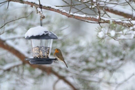 Rotkehlchen am Futterhaus | © Dr. Olaf Broders