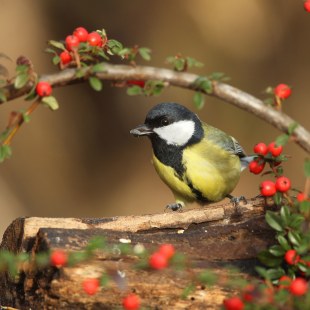 Kohlmeise | © Dieter Hopf