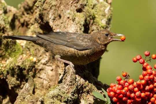 Amsel mit Beeren | © Rosl Rössner