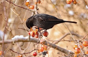 Amsel frisst Beeren | © Ingo Rittscher