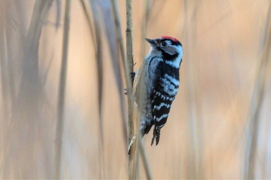 Kleinspecht | © Andreas Hartl