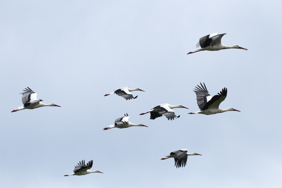 Weißstörche im Flug | © Dieter Hopf