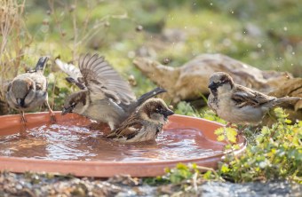 Haussperlinge an Wasserschale | © Ralph Sturm