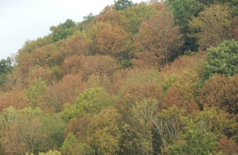 Trockenschäden Wald bei Regensburg | © Christian Stierstorfer