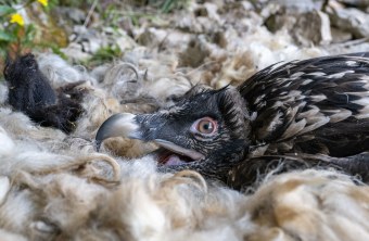 Bartgeier Alosa im Nest | © Hansruedi Weyrich