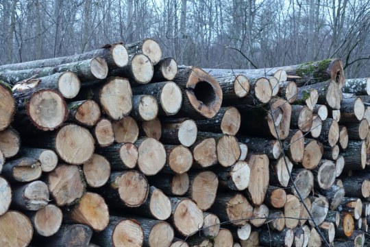 Abgeholzte Stämme liegen auf einem Haufen | © Rudolf Wittmann