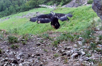 Ausflug Zierli  |© LBV-NPV-Bartgeierwebcam