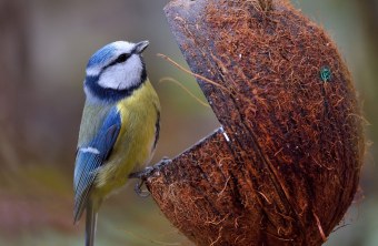 Blaumeise hängt an einer gefüllten Kokosnuss | © Günther Lamm