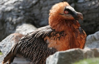 Seitliche Ansicht eines Bartgeiers mit frisch eingefärbtem Gefieder | © Hans-Joachim Fünfstück