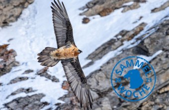 Bartgeier | © Hansruedi Weyrich