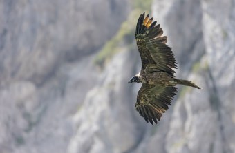 Bartgeier Sisi im Flug | © Urs Leuthäusser
