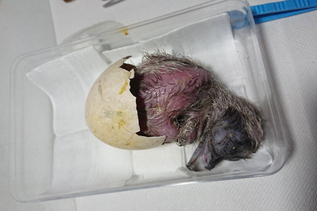 Frisch geschlüpfter Bartgeier liegt noch halb in der Schale | © Toni Wegscheider