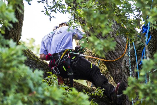 Baumkletterer| © B. Erdorf