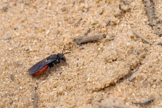 Eine Blutbiene krabbelt über den Sand | © Tarja Richter