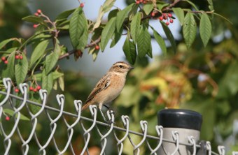 Braunkehlchen auf Zaun | © H. Fünfstück