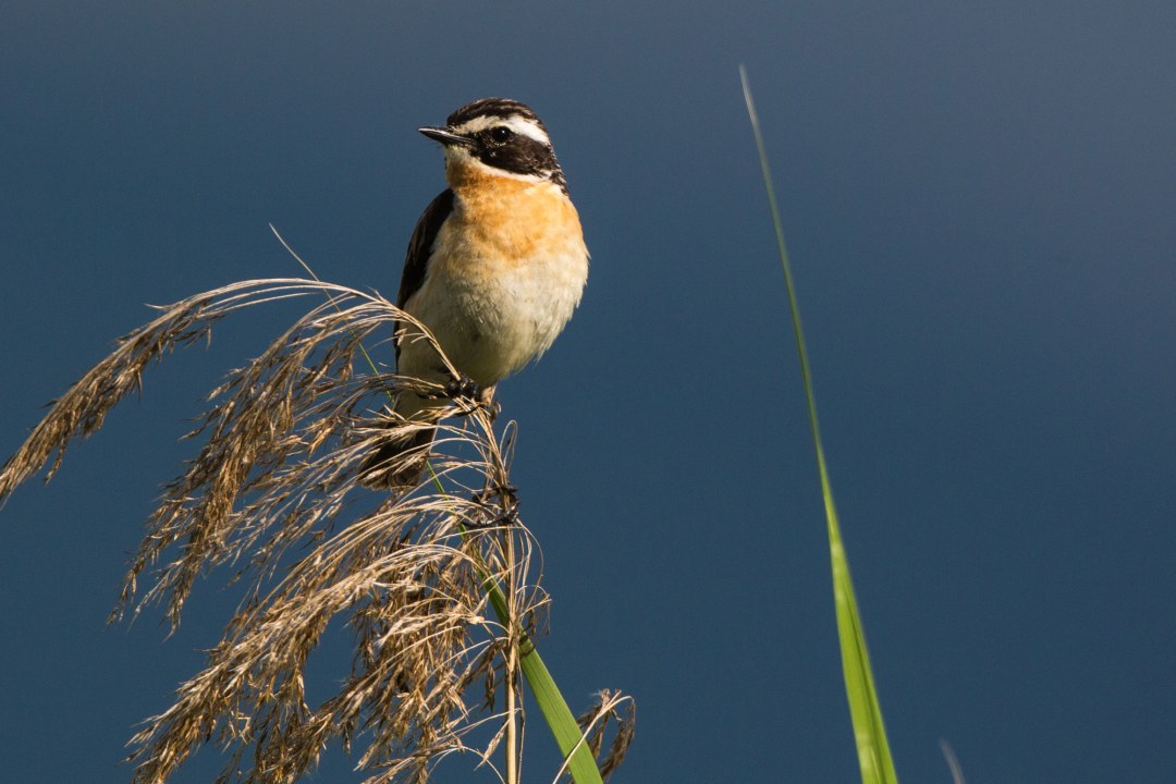männliches Braunkehlchen sitzt auf einem Schilfhalm | © Andreas Hartl