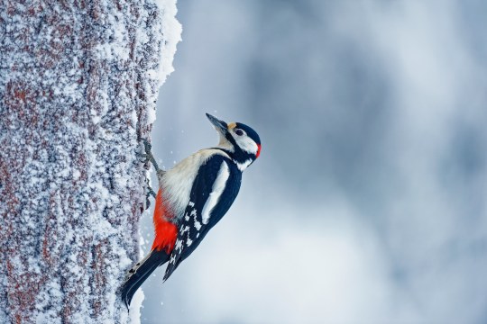 Buntspecht | © Elvira Kraus