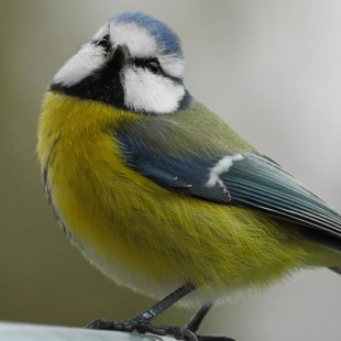 Blaumeise | © Christa Lachmann