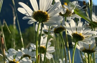 Miesbach | © Christa Glonner (Miesbach)