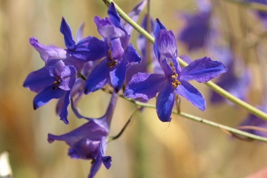 Consolida regalis - Ackerrittersporn | © Petra Altrichter
