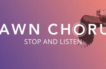 Dawn Chorus Headerbild mit Kiebitz