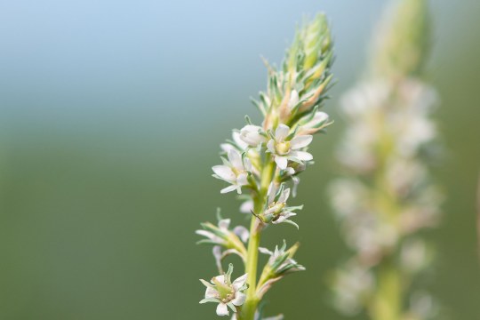 Deutsche Tamariske | © Wolfgang Lorenz