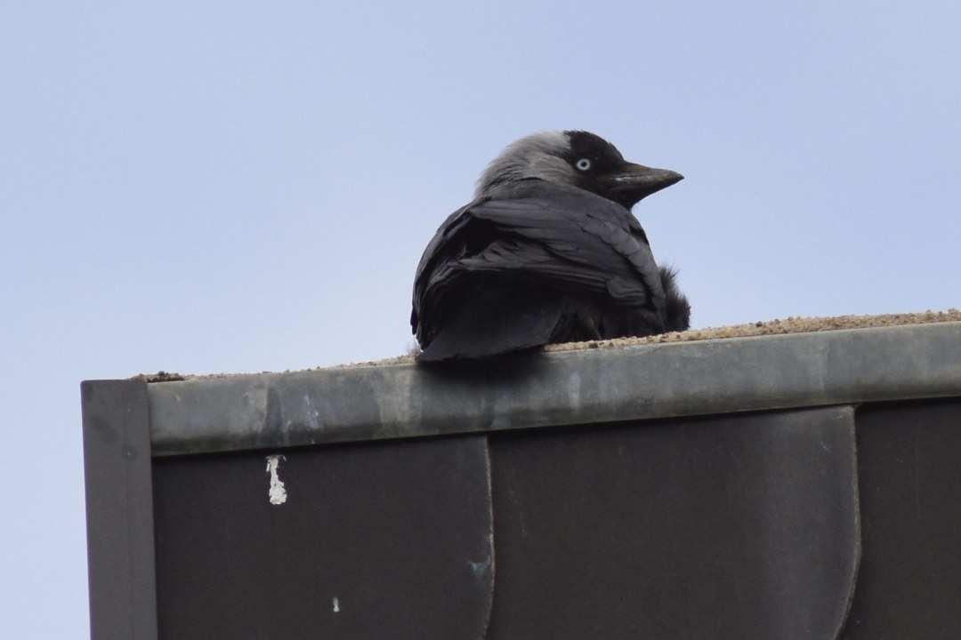Eine Dohle sitzt auf einem Kamin | © R. Thiemann