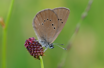 Dunkler Wiesenknopf Ameisenblaeuling | © Dr. Eberhard Pfeuffer