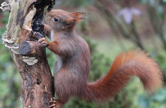 Rot-braunes Eichhörnchen klettert an einem dünnen Baum hoch und inspiziert ein Loch im Baum | © Reinhold Peisker