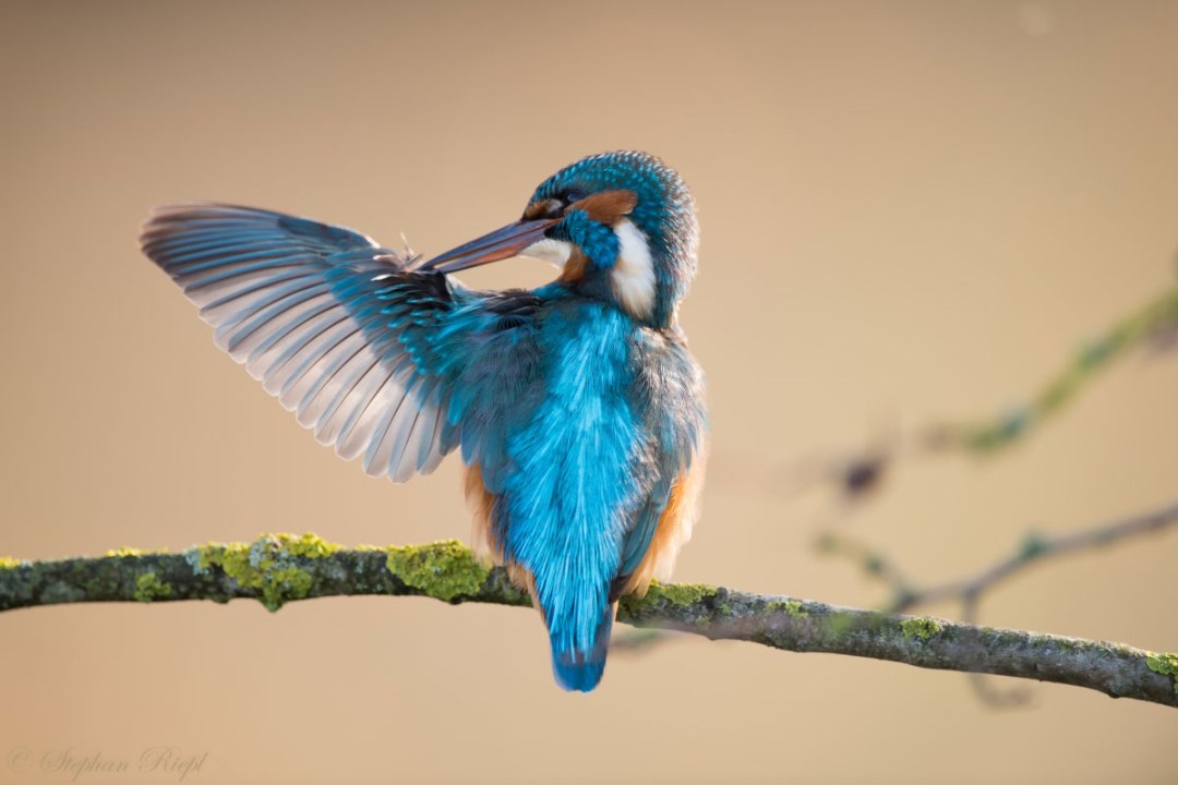 Eisvogel | © Stephan Riepl