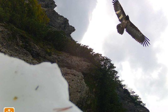 Wiggerl auf der schiefen Fotofalle |© NPV, LBV