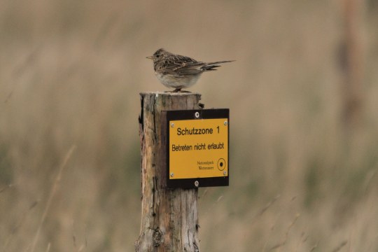 Feldlerche sitzt auf einem abgehackten Stamm, an dem ein gelbes Schild mit der Aufschrift Schutzzone 1, Betreten nicht erlaubt, angebracht ist | © Henning Werth