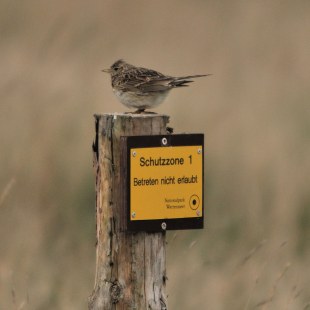 Feldlerche sitzt auf einem abgehackten Stamm, an dem ein gelbes Schild mit der Aufschrift Schutzzone 1, Betreten nicht erlaubt, angebracht ist | © Henning Werth
