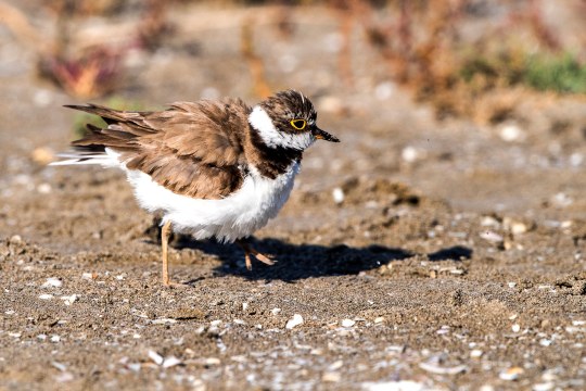 Flussregenpfeifer auf Kiesbank | © John Mihopulos