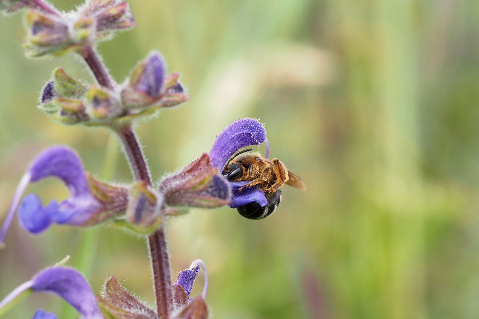 Eine Furchenbiene sammelt Nektar von lila Blüten | © Tarja Richter