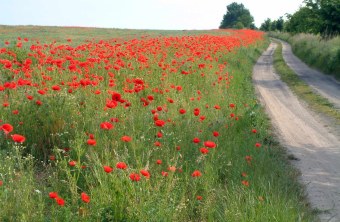 Mohnblumen auf einem Ackerrandstreifen | © Thomas Staab
