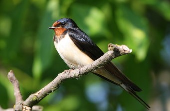 Rauchschwalbe | © Tunka Zdenek