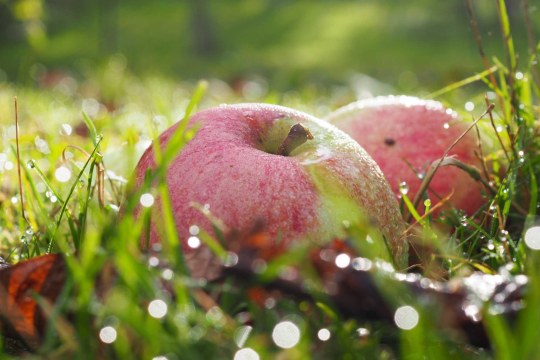 Streuobst | © Franziska Wenger