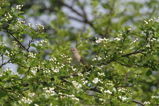 Gartengrasmuecke mittig auf einem blühenden Ast sitzend | © Hans-Joachim Fünfstück
