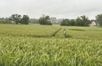 LBV-Schutzgebiet Ackerfäche in der Glonnaue bei Weichs | © Cyrus Mahmoudi