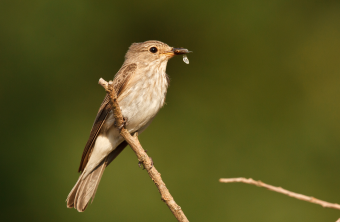 Grauschnäpper sitzt auf einem Ast mit einem Insekt im Schnabel | © Rosl Roessner