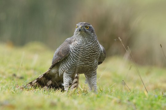 Habicht steht auf einer Wiese | © Rosl Rößner