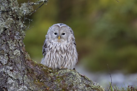 Habichtskauz sitzt auf einer Baumrinde | © Marcus Bosch