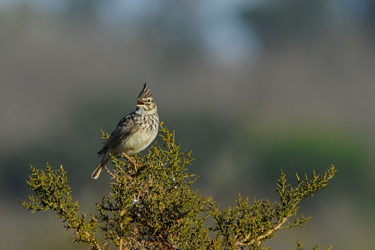 Haubenlerche auf einem Busch im Feld | © Manfred Waldhier