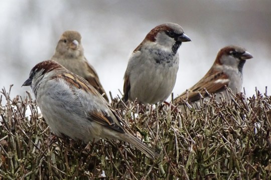 Haussperlinge | © Walter Reitstetter