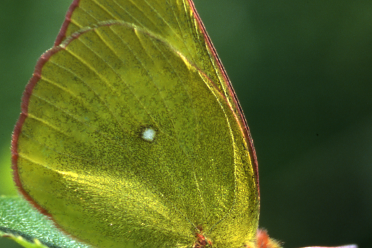 Der gefährdete Hochmoorgelbling Colias palaeno | © Dr. Eberhard Pfeuffer