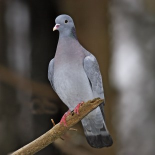 Hohltaube auf einem Ast | © Marcus Bosch